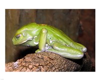 Waxy Tree Frog Fine Art Print