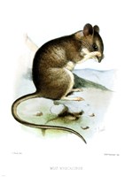 Mus Mystacinus Smit Fine Art Print