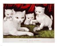 Three Little White Kitties Fine Art Print