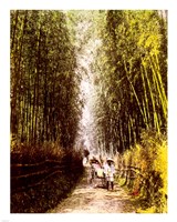 Bamboo Path Fine Art Print
