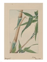 Bamboo Tree Detail Fine Art Print