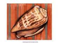 Shell on Stripes III Fine Art Print
