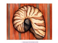 Shell on Stripes IV Fine Art Print