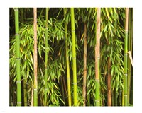 Bamboo Richelieu Fine Art Print