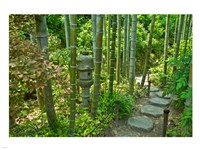 Hasedera-Bamboo Grove Fine Art Print