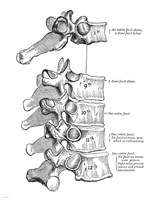 Vertebrae Diagram Fine Art Print