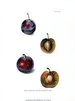 Plums II Fine Art Print