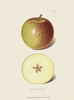 10" x 13" Fruit Art