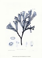 Nature Pritn in Aqua IV Fine Art Print