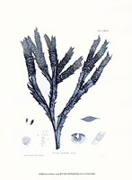 Nature Print in Aqua III Fine Art Print