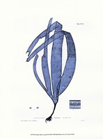 Nature Print in Aqua II Fine Art Print