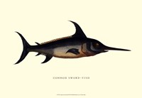 Common Sword-Fish Fine Art Print