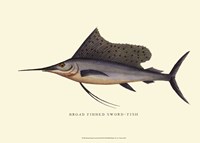 Broad Finned Sword-Fish Fine Art Print