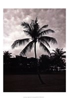 Palms At Night II Fine Art Print