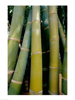 Close-up of bamboo Fine Art Print