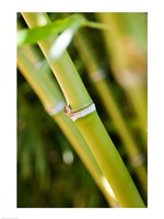 Close-up of bamboo shoots Framed Print