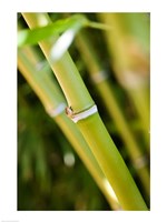 Close-up of bamboo shoots Fine Art Print
