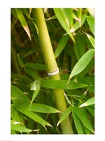 Close-up of a bamboo shoot with bamboo leaves Fine Art Print