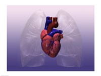 Close-up of a human heart model Framed Print