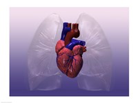 Close-up of a human heart model Fine Art Print