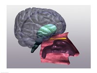 Close-up of a human olfactory system Side View Fine Art Print