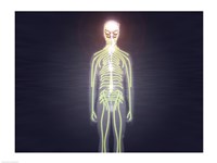Central nervous system of the human body Fine Art Print