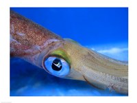 Close-up of a squid underwater Fine Art Print