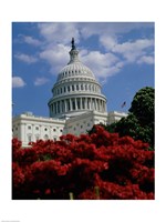 Flowering plants in front of the Capitol Building, Washington, D.C., USA Fine Art Print