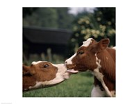 Cow Kiss Fine Art Print