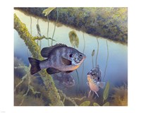 Redear Sunfish Fine Art Print