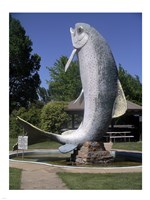 Adaminaby big trout - various sizes