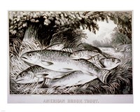 American Brook Trout Fine Art Print