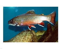 Brook trout Fine Art Print