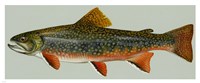 Brook trout Framed Print