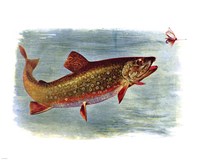 Brook Trout American Fishes Fine Art Print