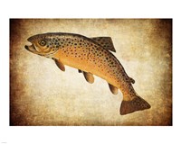 Brown Trout II Fine Art Print
