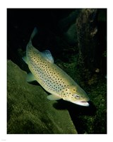 Brown Trout Underwater Fine Art Print