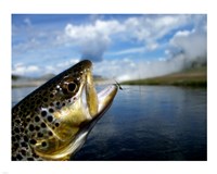 Brown Trout and Soft Hackle Nymph Fine Art Print