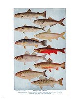 Group of Fishes Fine Art Print