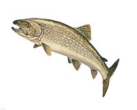 Lake Trout Fine Art Print