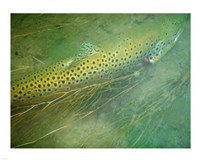 Madison River Brown Trout Fine Art Print