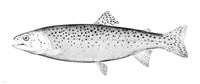 Rainbow Trout - B&W Fine Art Print