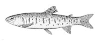 Rainbow Trout - various sizes