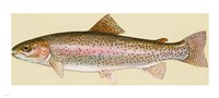 Rainbow trout - long - various sizes