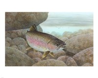Rainbow trout - swimming Fine Art Print