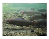 Rainbow trout - photo Fine Art Print