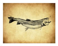 Trout - black and white Fine Art Print
