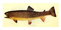 Yellowstone cutthroat trout Fine Art Print