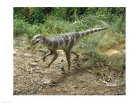 High angle view of a dromaeosaurus walking in a forest Fine Art Print
