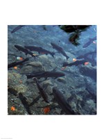 Trout - under water Fine Art Print